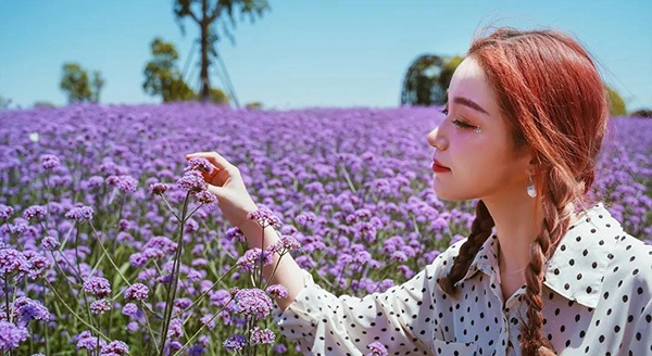 今天，我被白马湖向日葵的故事夸“很会玩”！