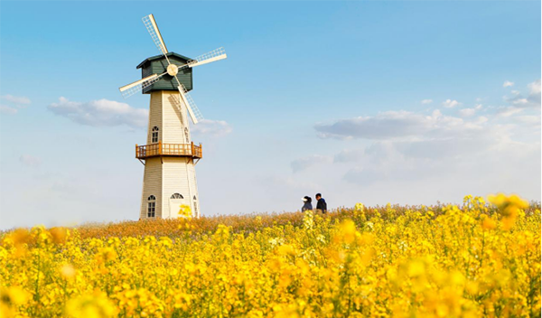 【景区风采】白马湖向日葵的故事景区有序恢复开园