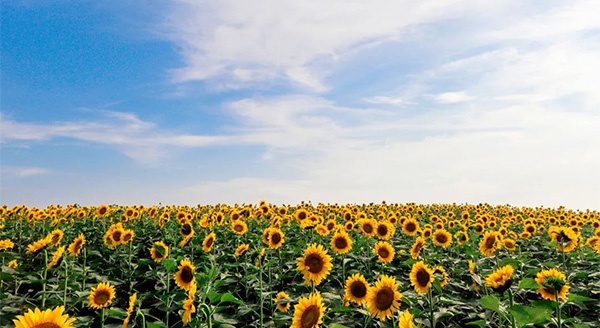 FUN暑假啦！一起“趣”白马湖露营吧 | beat365在线体育