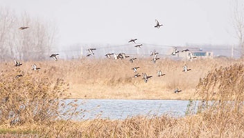 白马湖湿地再次观测到世界极危物种