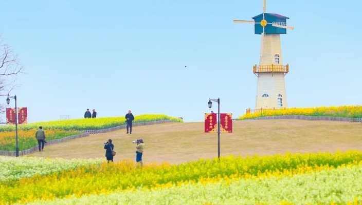 惊艳！白马湖多彩油菜美如画