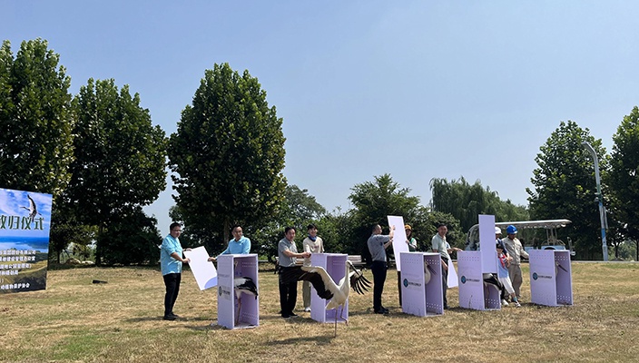 5只东方白鹭在白马湖重回蓝天