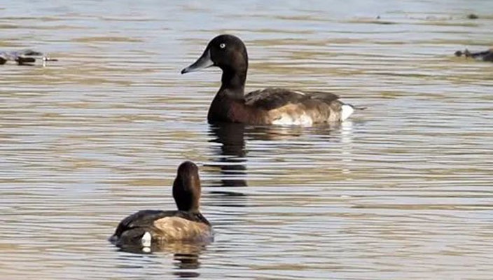 提前到访！全球极危物种青头潜鸭现身白马湖湿地