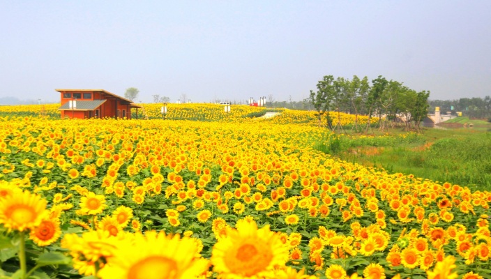 全国五星级！白马湖文旅公司获授牌