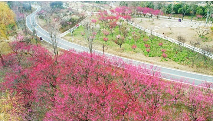 白马湖一品梅园赏梅正当时