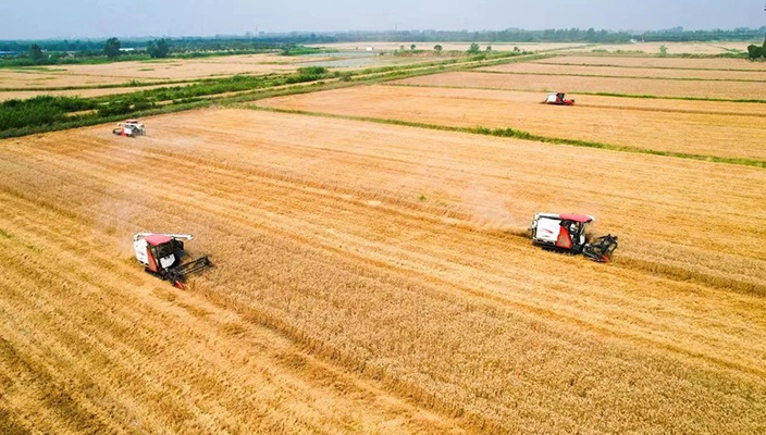 大丰收！白马湖畔奏响小麦丰收乐章