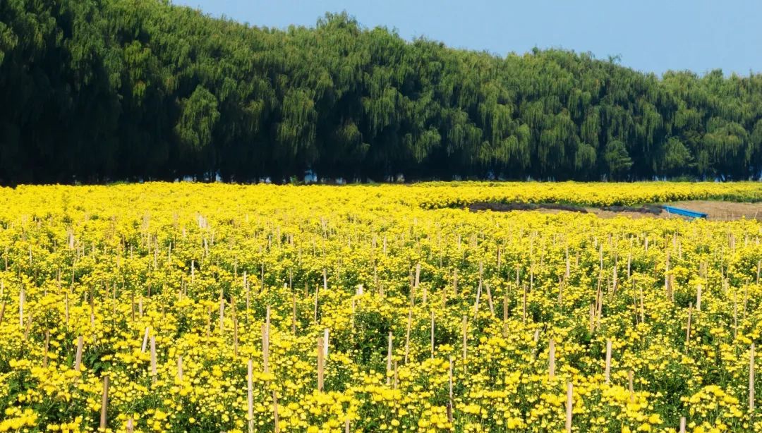 白马湖：菊花香里看“丰”景